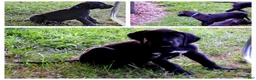 Great Dane dogs for sale: Great Dane 1 - Ad 1