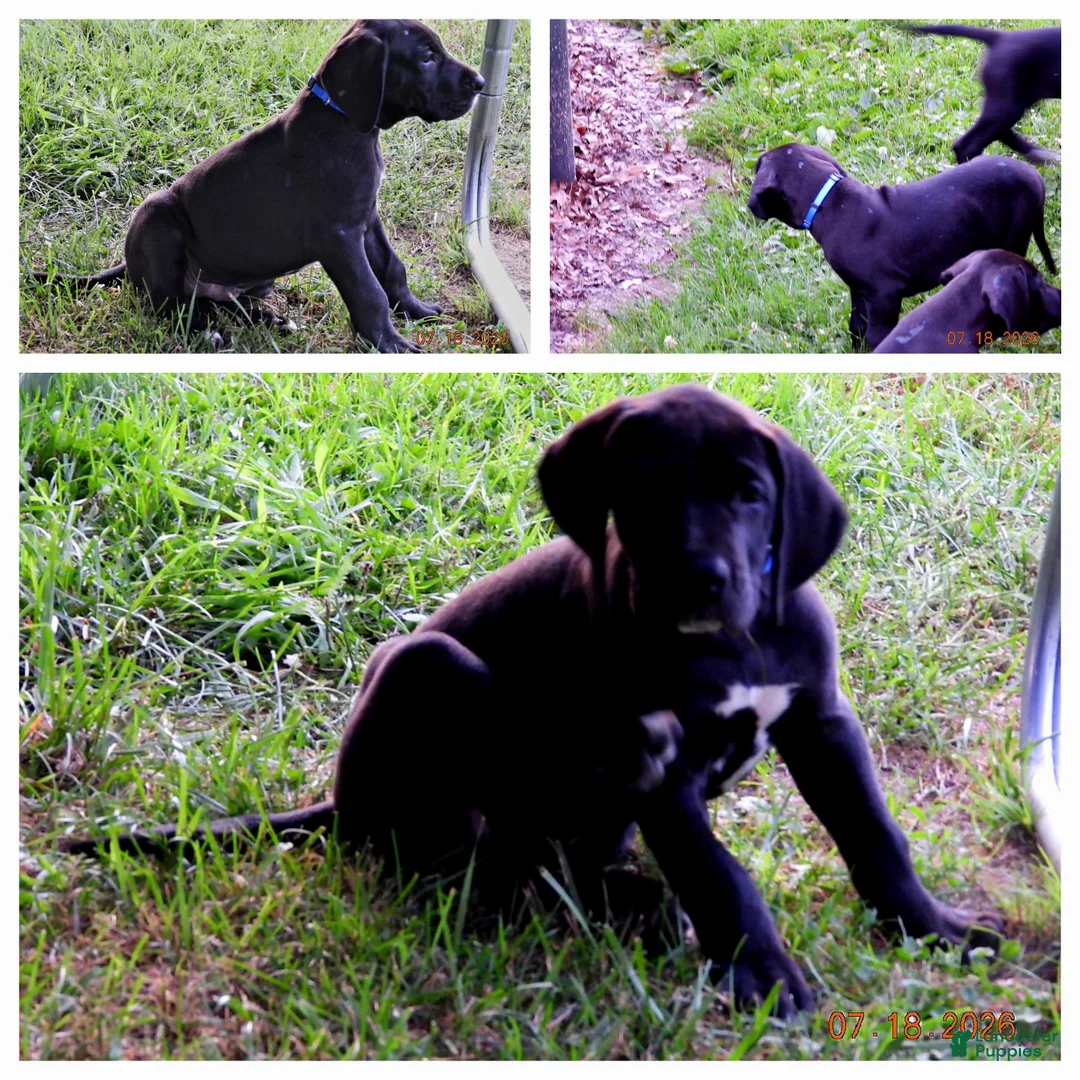 Great Dane dogs for sale: Great Dane 1 - Ad 1