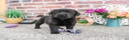 Labrador Retriever dogs for sale: Evangaline - Ad 3