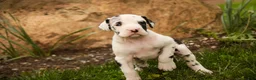 Great Dane dogs for sale: Joy - Ad 6