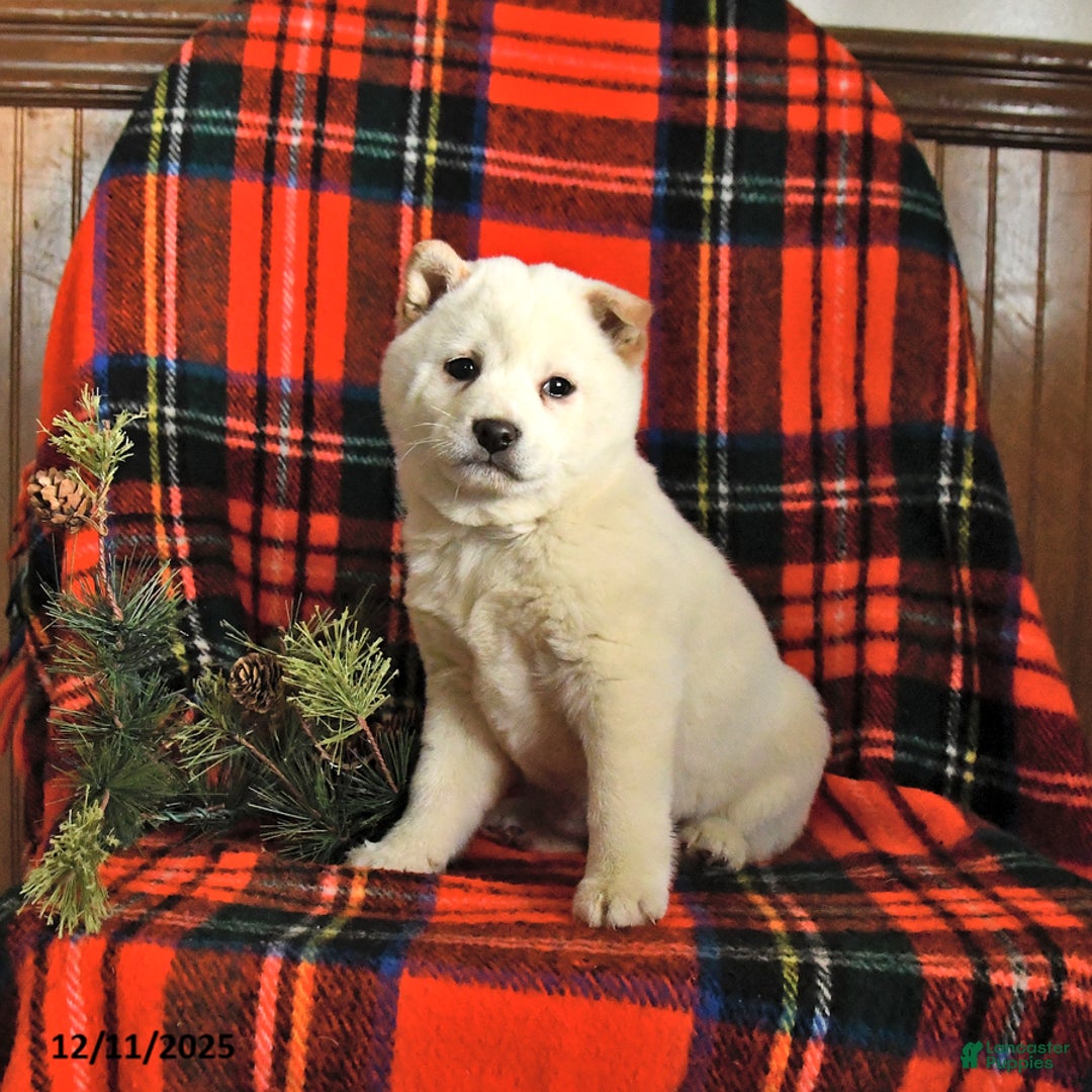 Shiba Inu dogs for sale: Snowflake - Ad 2