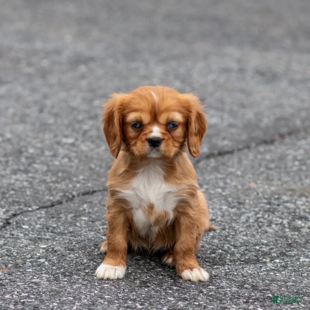 Cavalier King Charles Spaniel dogs for sale: Twinkle Cavalier King Charles Spaniel Puppy  - Ad 1