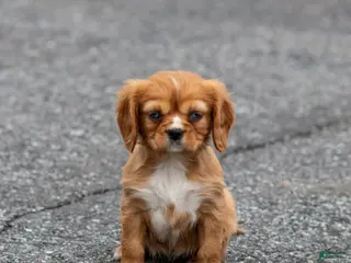 Cavalier King Charles Spaniel dogs for sale: Twinkle Cavalier King Charles Spaniel Puppy - Ad 1