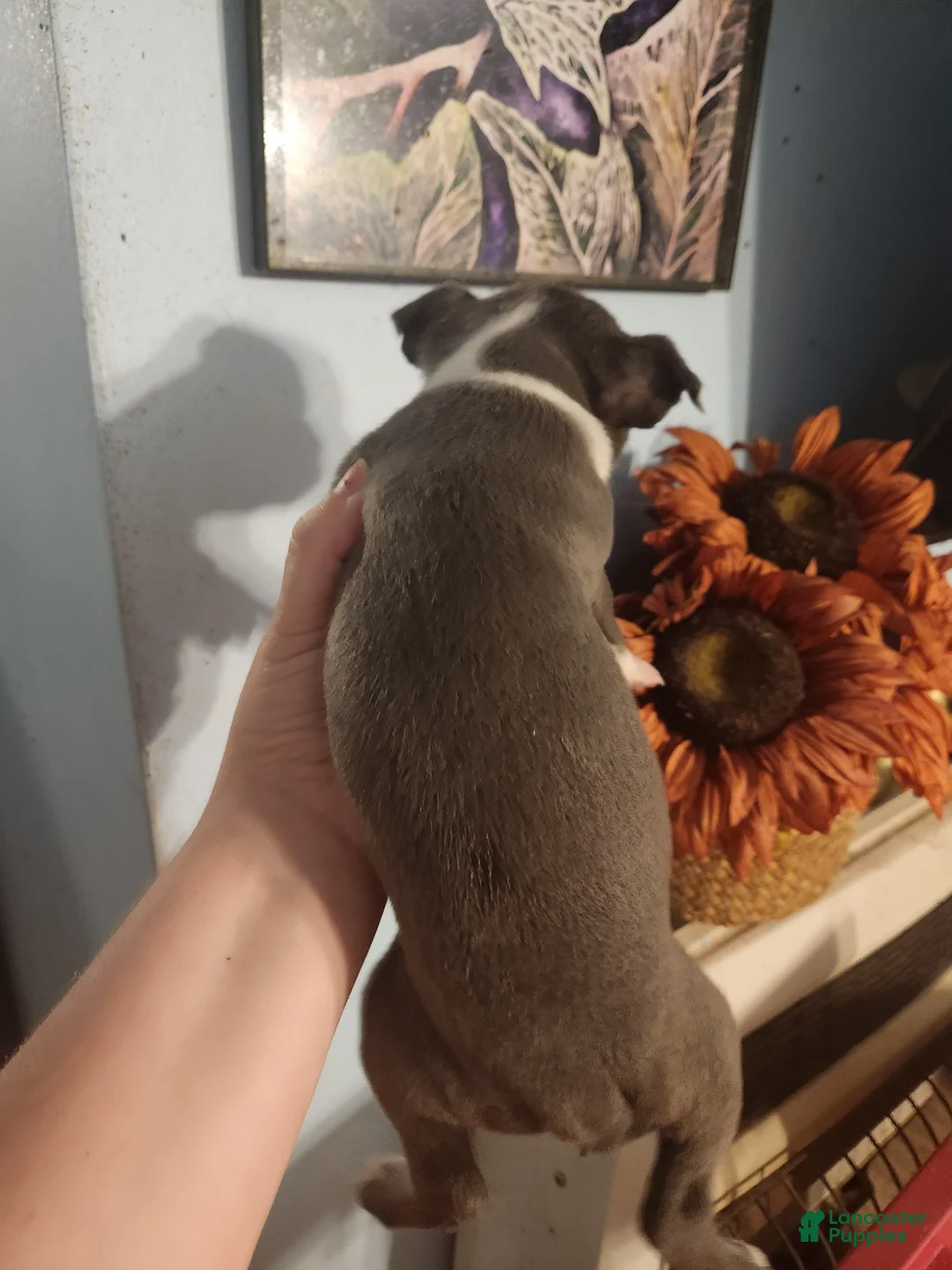 Boston Terrier dogs for sale: Boston Terrier 2 - Ad 2