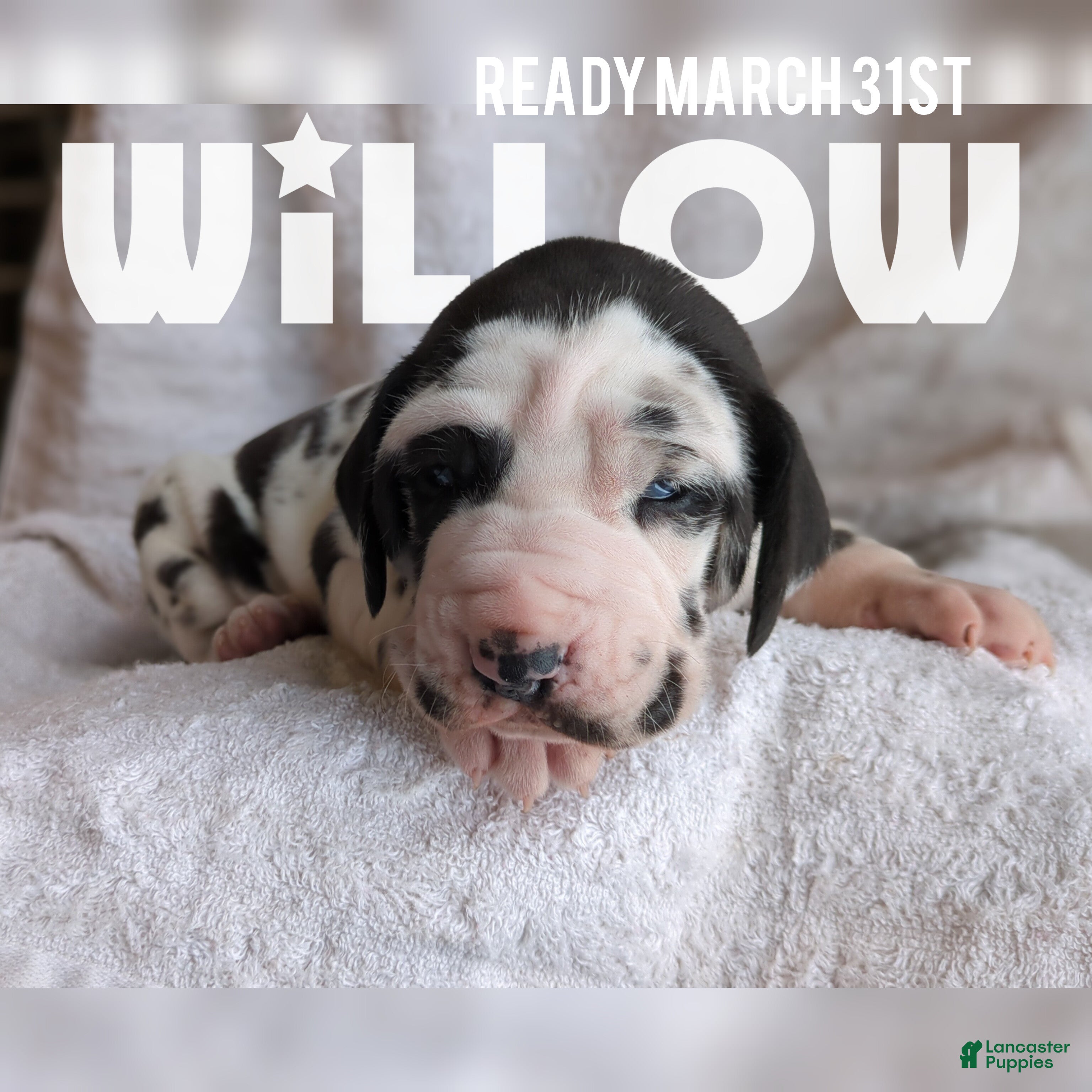 Great Dane dogs Willow - Ad 1