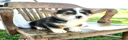 Welsh Corgi Pembroke dogs for sale: Renelle - Ad 1