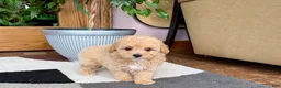 Mixed Breed dogs for sale: Mixed Breed 2 - Ad 8