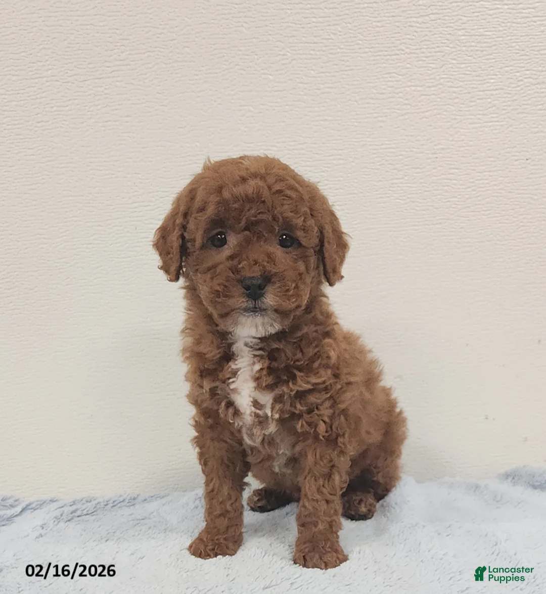 Mini Goldendoodle dogs for sale: Rocky - Ad 3