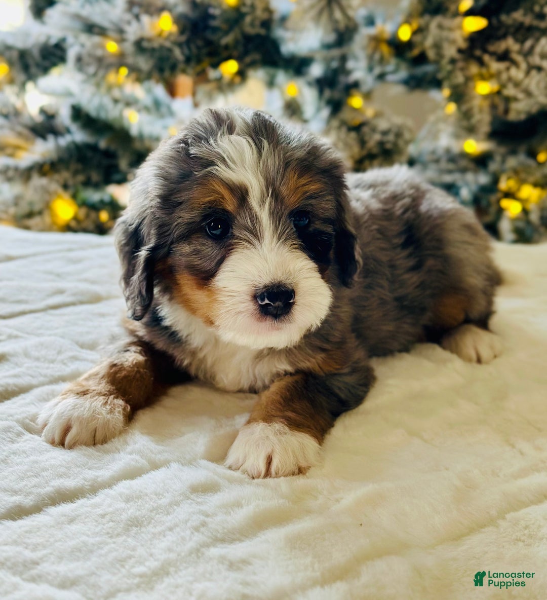 Bernedoodle dogs for sale: Cotton  - Ad 5