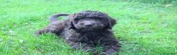 Labradoodle dogs for sale: Apollo - Ad 5