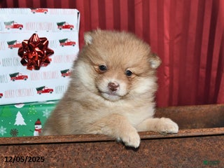 Pomeranian dogs Nick - Ad 35