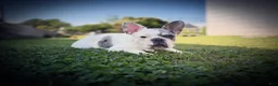 French Bulldog dogs for sale: Dice  - Ad 3