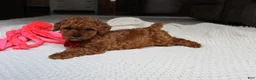 Toy Poodle dogs for sale: Tony - Ad 7