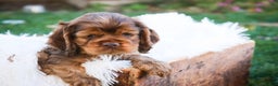 Cocker Spaniel dogs for sale: Avery - Ad 3