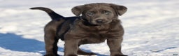 Labrador Retriever dogs for sale: Silver Dust  - Ad 1