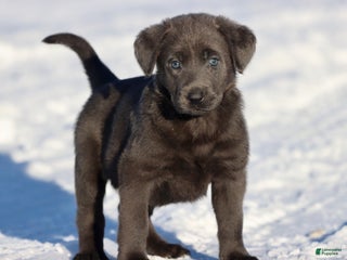 Labrador Retriever dogs Silver Dust - Ad 27