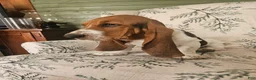 Basset Hound dogs for sale: Jack : Male - Ad 2