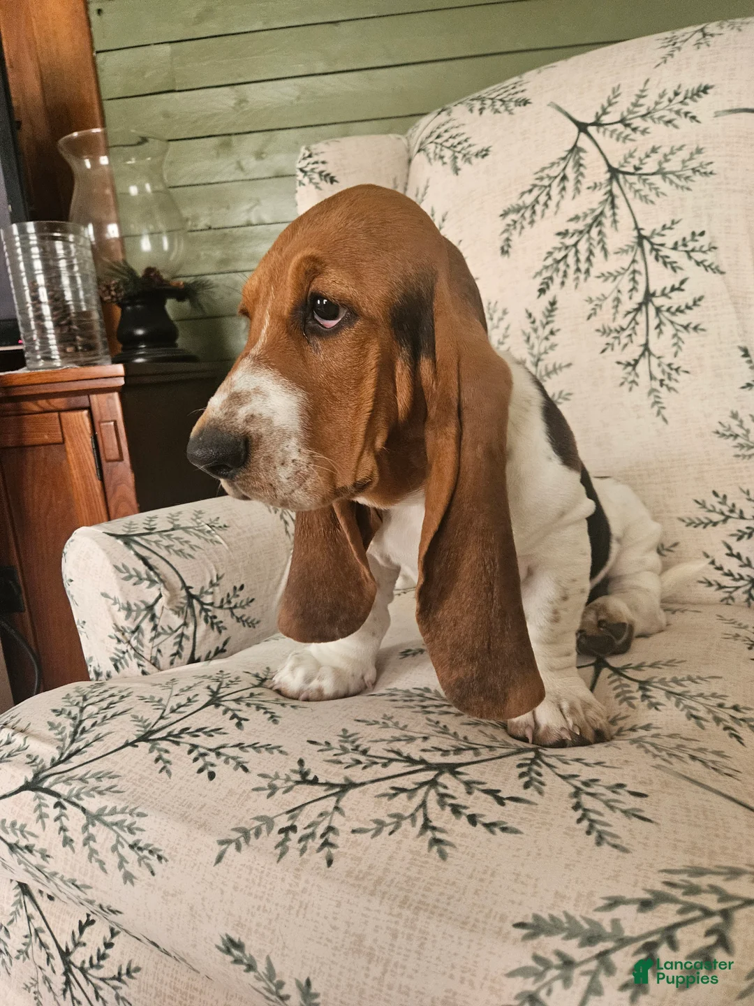 Basset Hound dogs for sale: Jack : Male - Ad 2