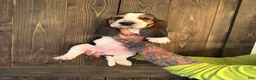 Basset Hound dogs for sale: Dolly - Ad 2