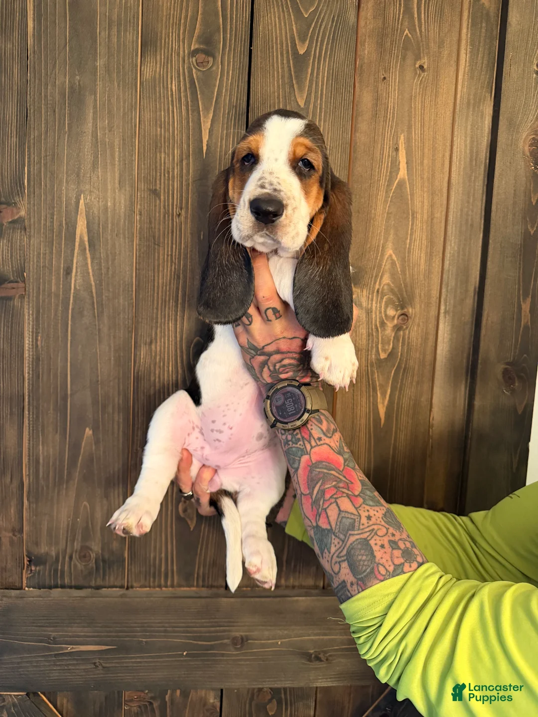 Basset Hound dogs for sale: Dolly - Ad 2