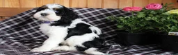 Bernedoodle dogs for sale: Spot - Ad 8