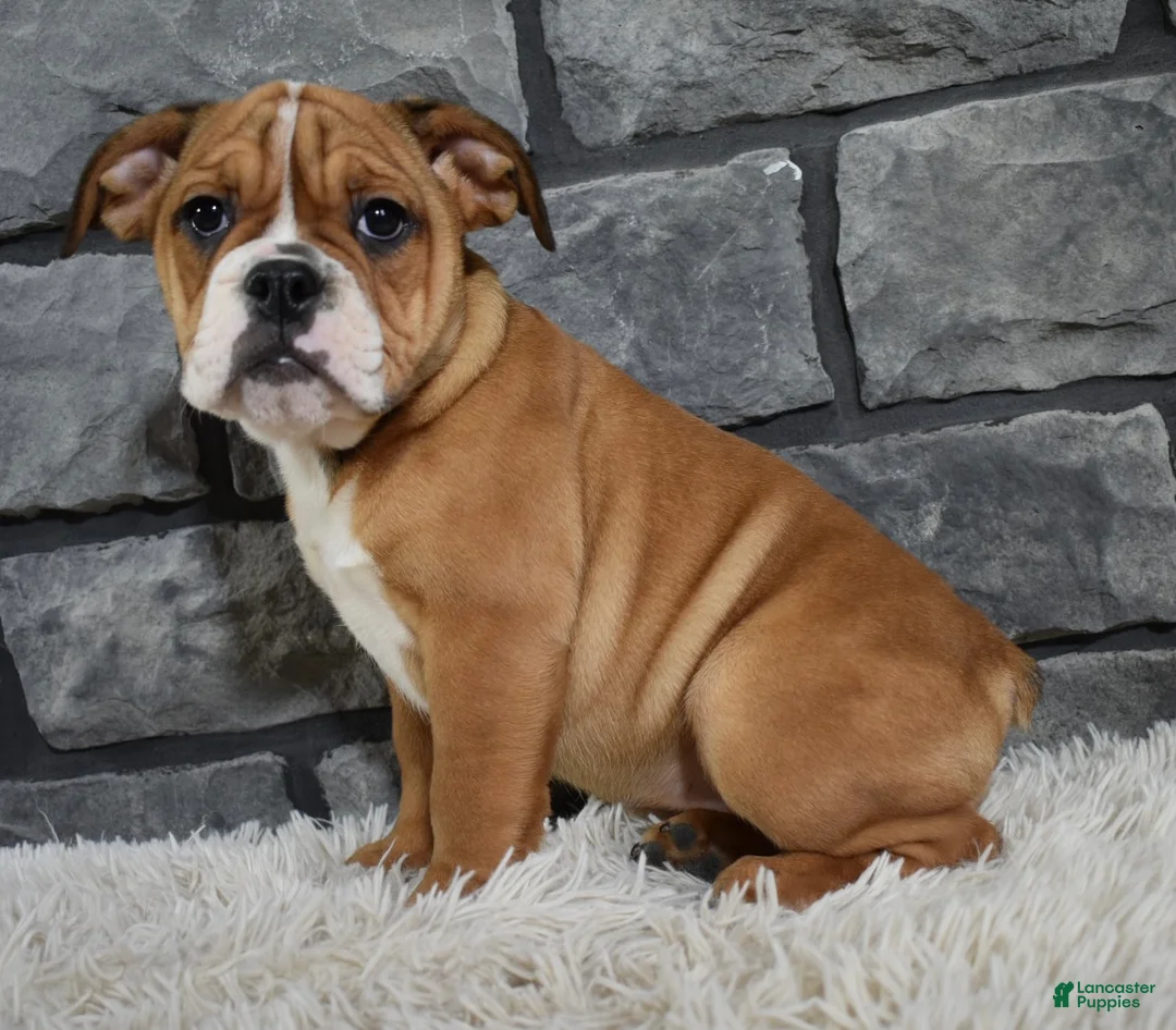 Beabull dogs for sale: Penny  - Ad 5