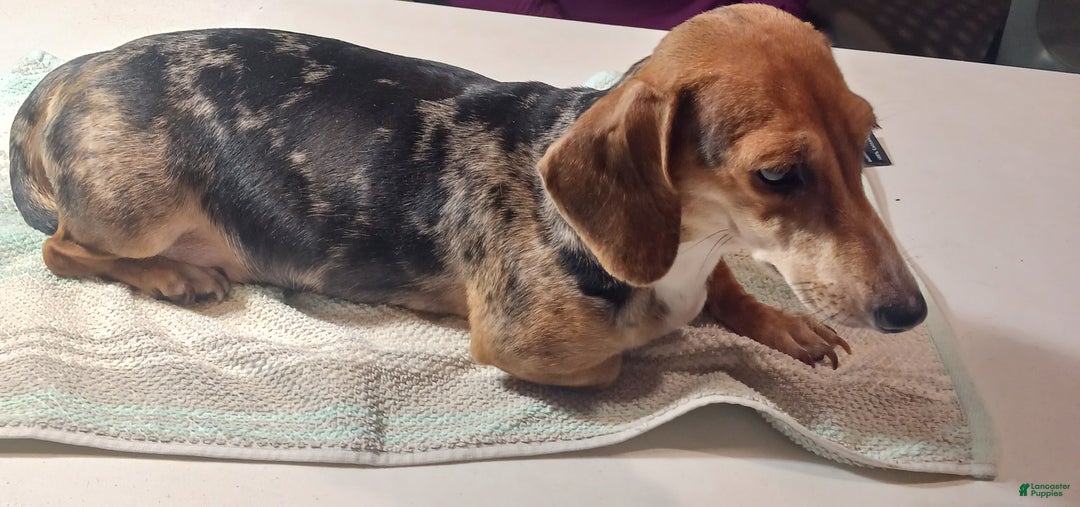 Miniature Dachshund dogs for sale: Clifford - Ad 5