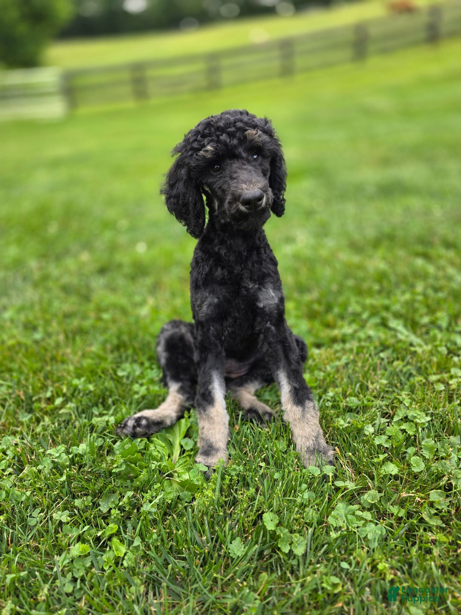 Standard Poodle dogs Francesca - Ad 1