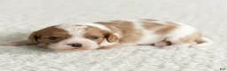 Cavalier King Charles Spaniel dogs for sale: Sunshine Cavalier King Charles Spaniel  - Ad 5
