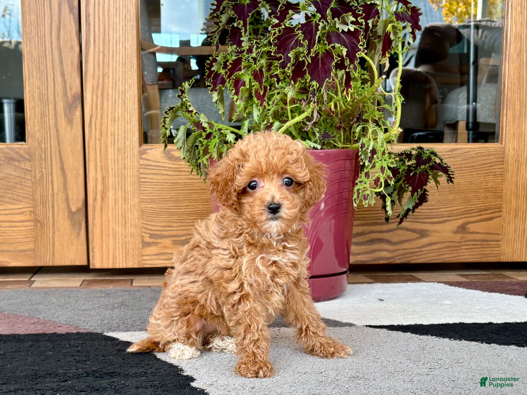 Maltipoo dogs for sale: Maltipoo Puppy 1 female  - Ad 8