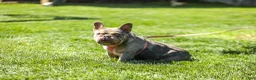 French Bulldog dogs for sale: Olive – Fawn Brindle/White - Ad 11