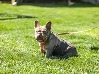 French Bulldog dogs Olive – Fawn Brindle/White - Ad 2