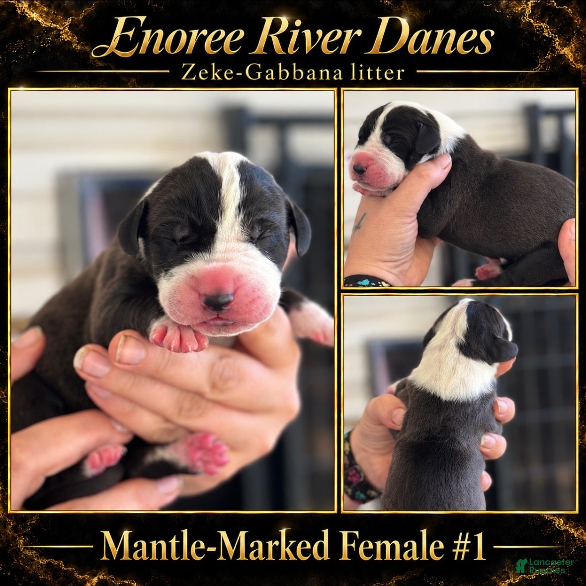 Great Dane dogs for sale: Great Dane 1 - Ad 3