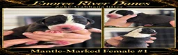 Great Dane dogs for sale: Great Dane 1 - Ad 1