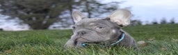 French Bulldog dogs for sale: AKC Jack - Ad 3