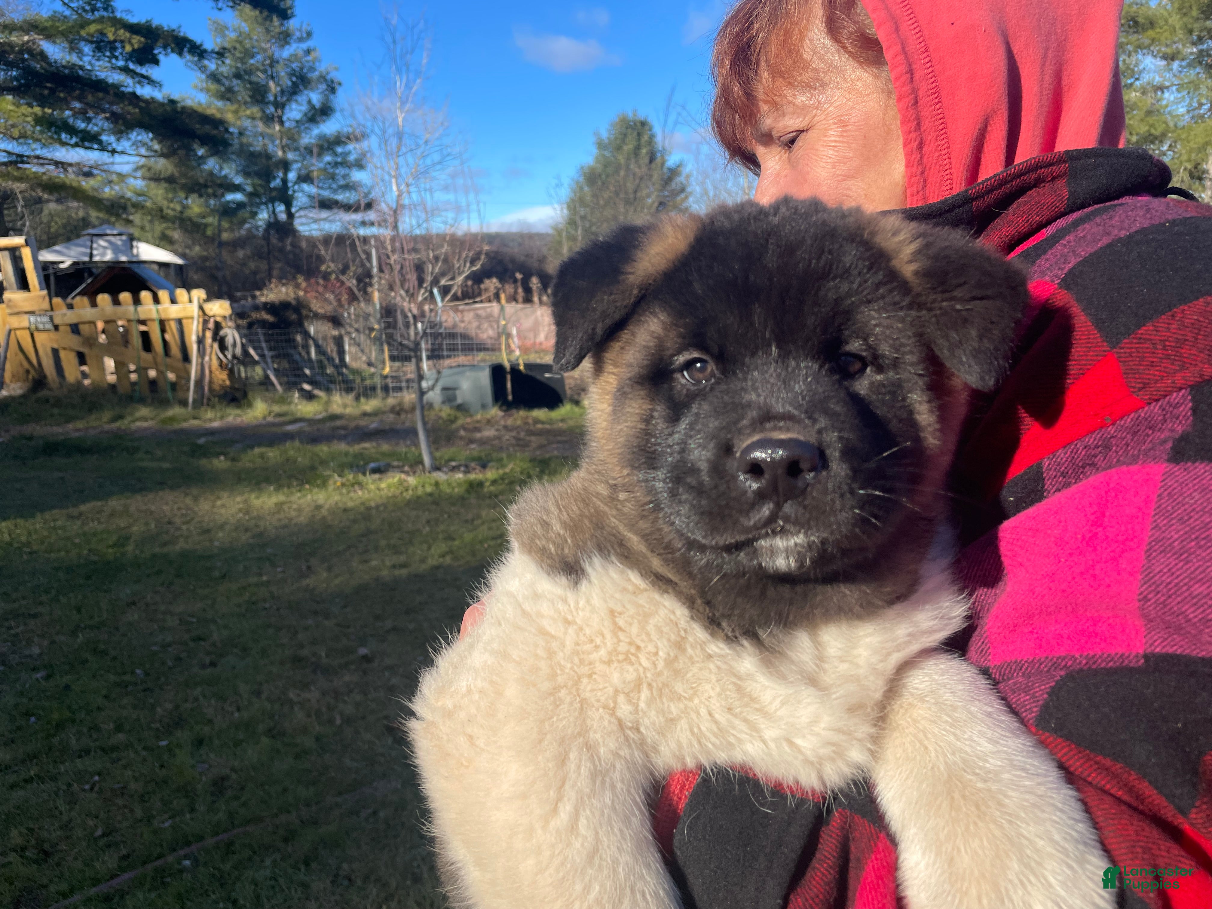 Akita dogs Boss - Ad 2