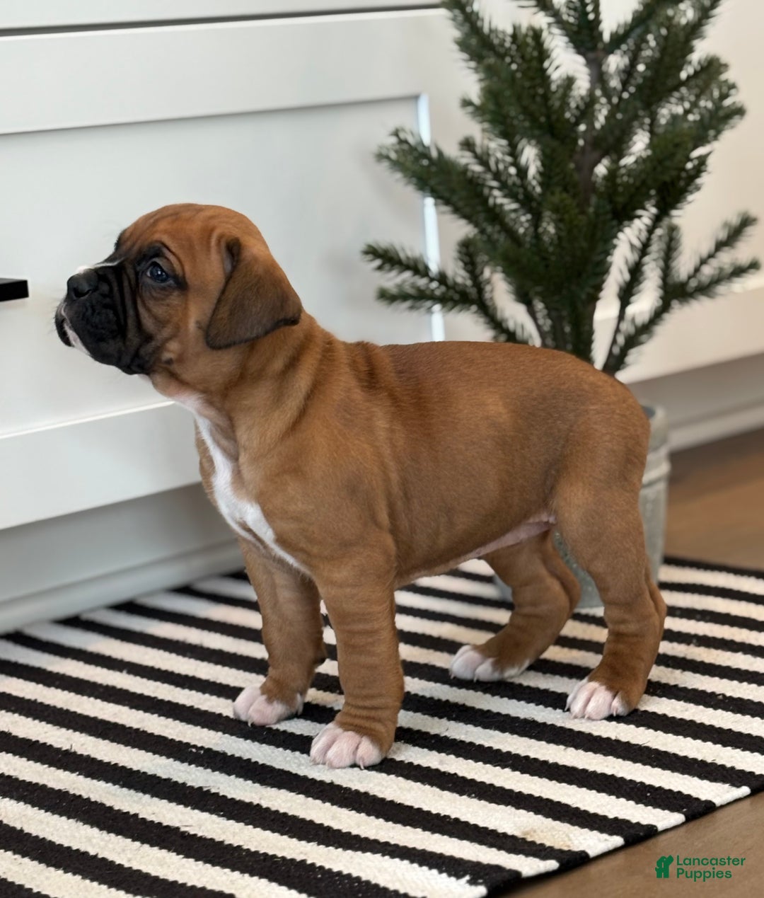 Boxer dogs for sale: Ginger - Ad 4