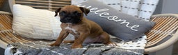 Boxer dogs for sale: Hunter - Ad 8