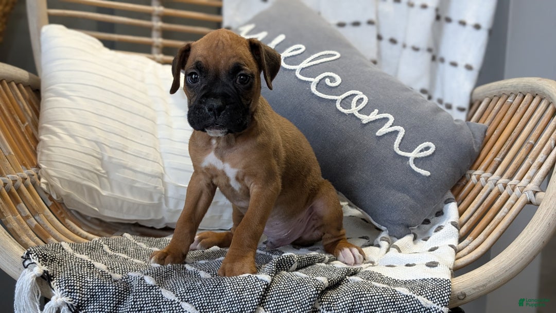 Boxer dogs for sale: Hunter - Ad 8
