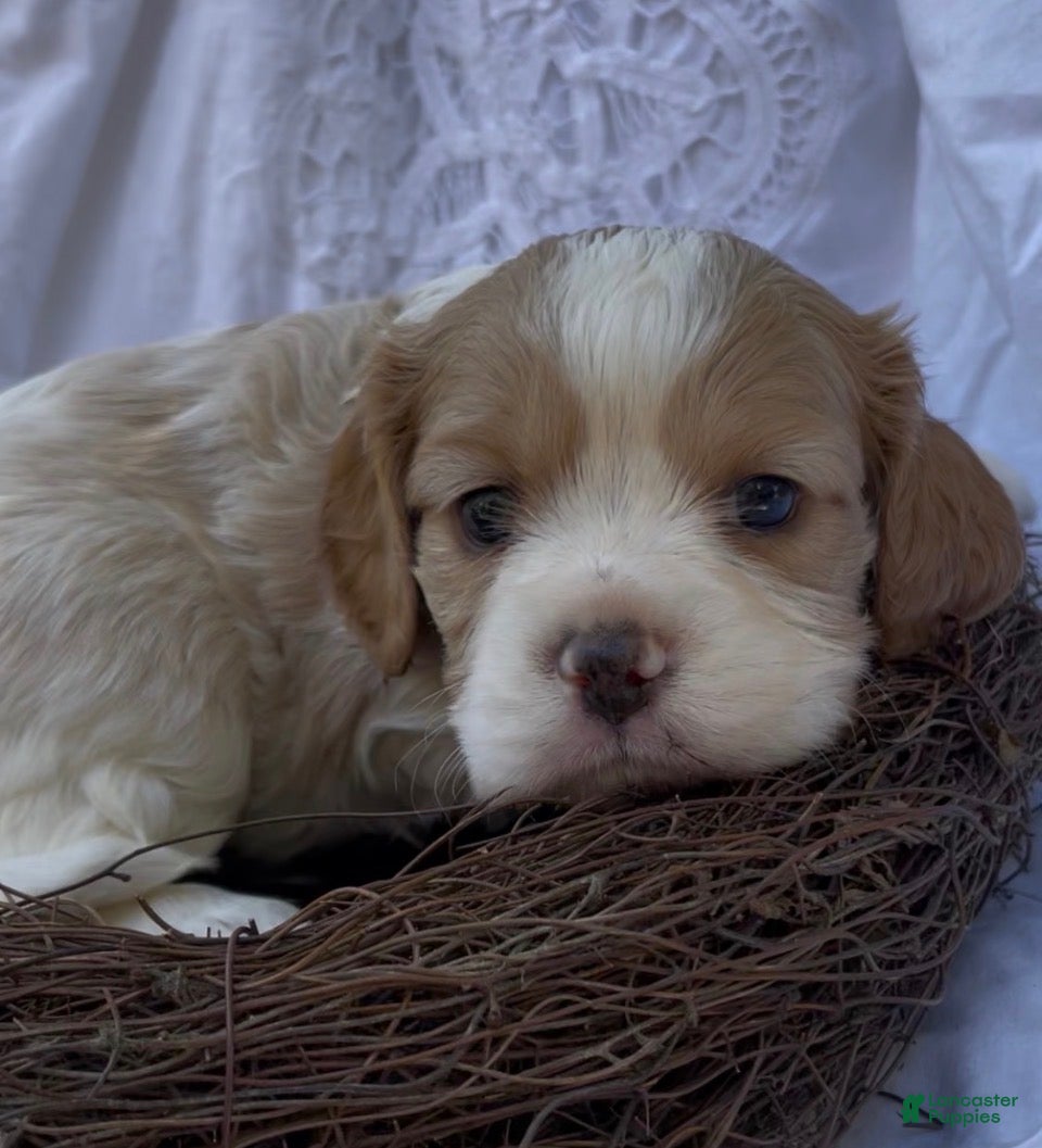 Mixed Breed dogs Maël - Ad 1