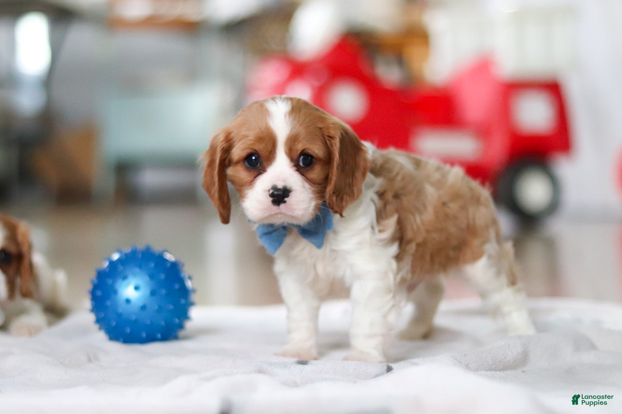 Cavalier King Charles Spaniel dogs Oscar - Ad 2