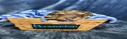 Mixed Breed dogs for sale: Poseidon  - Ad 2