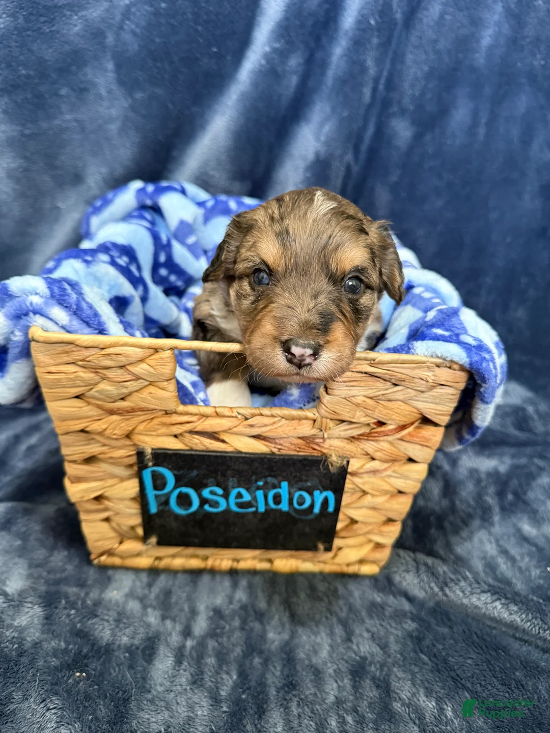 Mixed Breed dogs for sale: Poseidon  - Ad 2