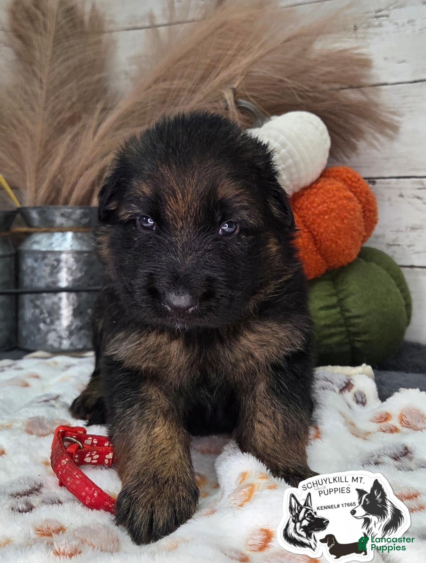 German Shepherd dogs for sale: Brutus - Ad 1