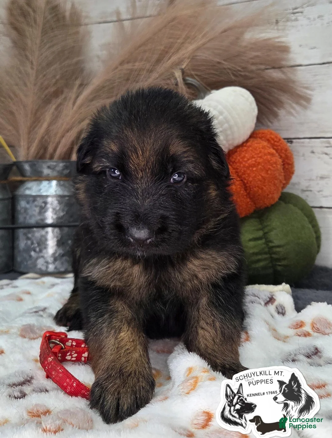 German Shepherd dogs for sale: Brutus - Ad 1
