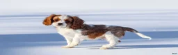 Cavalier King Charles Spaniel dogs for sale: Liam - Ad 21