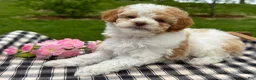 Toy Poodle dogs for sale: Harmony - Ad 2