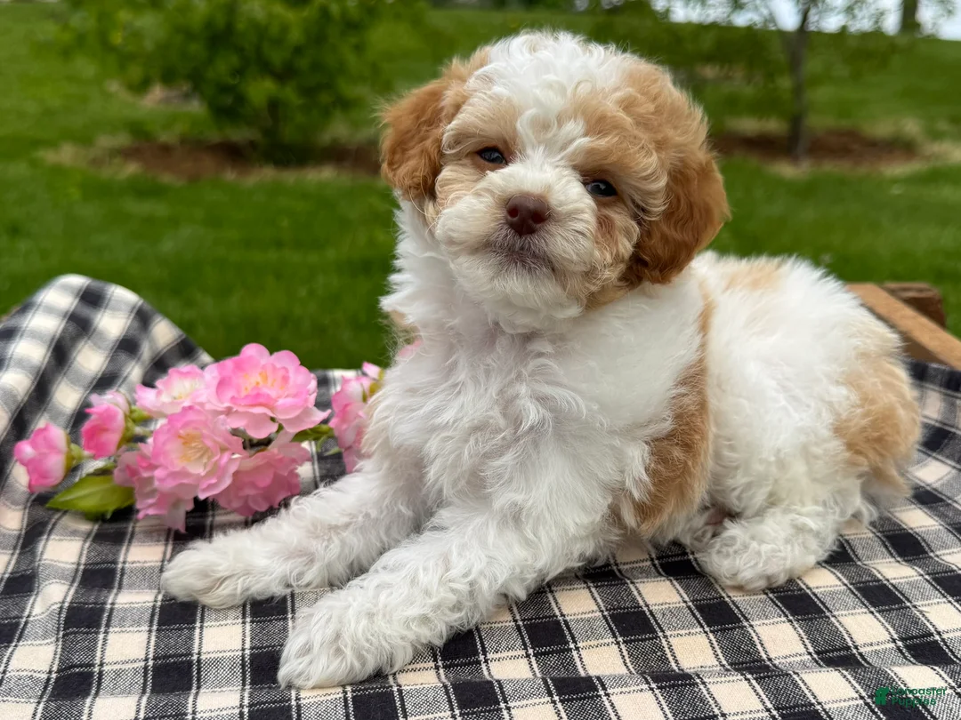 Toy Poodle dogs for sale: Harmony - Ad 2