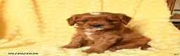 Cavapoo dogs for sale: Mickey - Ad 3