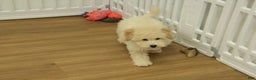 Bichpoo dogs for sale: River - Ad 6